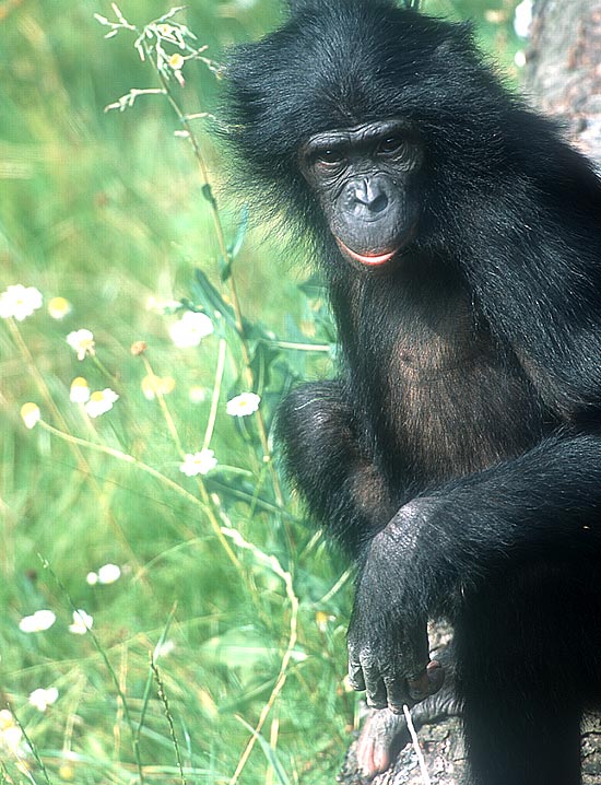 Fmea de bonobo Ulindi, cujo genoma foi sequenciado por cientistas alemes