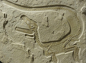 Fóssil do dinossauro alemão, com 72 centímetros de comprimento, estava em boas condições de preservação 