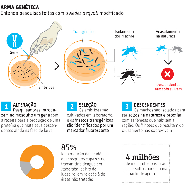 ARMA GENÉTICA Entenda pesquisas feitas com o Aedes aegypti modificado