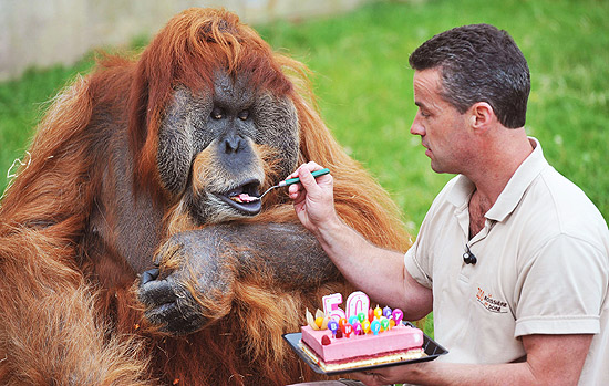 O gerente do zoológico, Sebastien Laurent, dá um pedaço de bolo para Major, o orangotango reprodutor que completa 50 anos