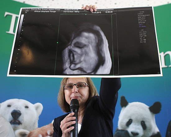 Dagmar Schratter, diretora do zoolgico Schoenbrunn, na ustria, mostra ultrassom de feto de elefante