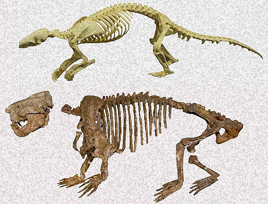 Pangolim moderno (acima) e mamífero fóssil (abaixo)