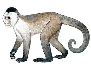 Bugio-marrom (acima) e macaco-caiarara, primatas do Brasil que esto no relatrio