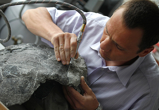 O cientista Tomasz Sulej limpa o fóssil da tartaruga mais antiga já conhecida