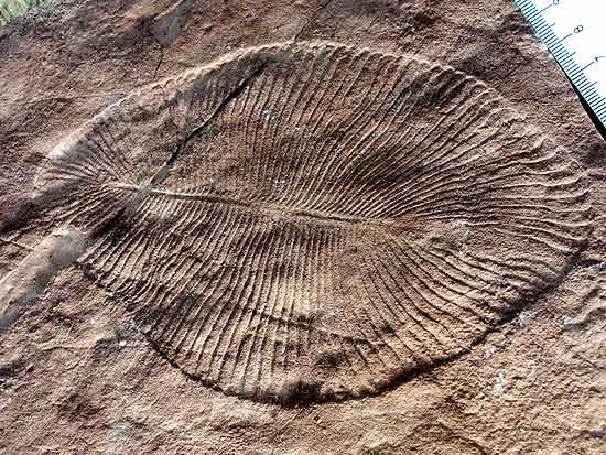 O fóssil da biota de Ediacara _Dickinsonia costata_, de 600 milhões de anos