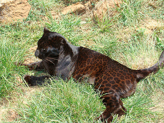Pantera-negra, forma "morena" do leopardo, fotografada na frica