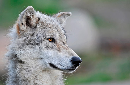 Lobo cinzento, "ancestral" e "primo" contemporâneo dos cachorros