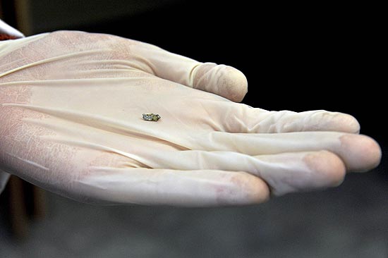 Cientista da Universidade Federal de Ural mostra fragmento do meteorito 