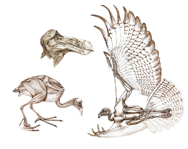 Os desenhos de "The Unfeathered Bird" so de espcimes reais; no sentido horrio, da esq. para a dir.: uma carqueja (Fulica), um dod e um abutre eurasitico 