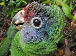 Papagaio-de-cara-roxa é observado por biólogos do projeto de conservação da espécie