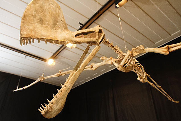 Fóssil do pteroussauro brasileiro apresentado no Museu Nacional, no Rio de Janeiro