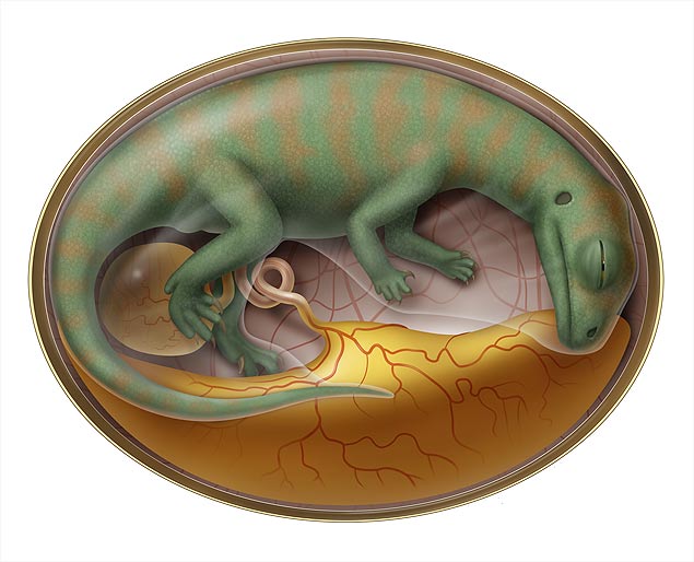 Concepção artística de embrião de dinossauro achado por paleontólogos na China 