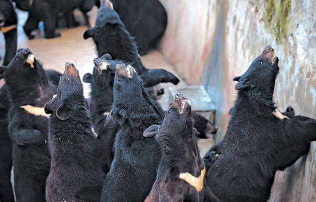 Ursos em cativeiro em empresa que faz extração da bile dos animais procuram comida