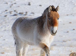 Cavalo de Przewalski, na Mongólia, que é parente distante do cavalo de 700 mil anos cujo genoma foi sequenciado