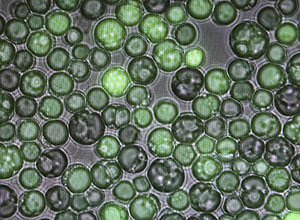 Vista em microscópio das células de alga contendo óleo, as com verde mais brilhante são as que mais têm óleo 