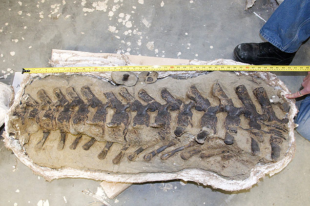 Parte da cauda de um dos dinossauros encontrados em Montana, nos EUA; fósseis poderão nunca ser estudados