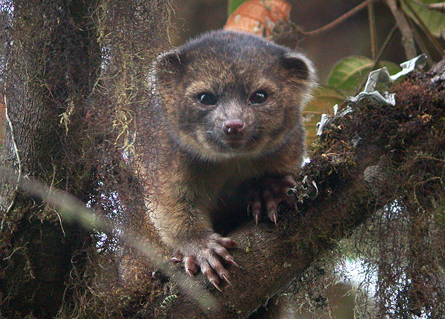 Olinguito vive em árvores das florestas do Equador e Colômbia 