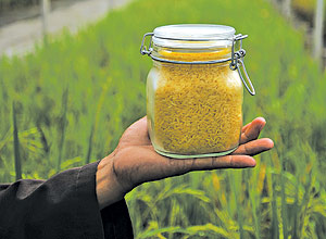 O arroz dourado foi geneticamente modificado para produzir betacaroteno, fonte de vitamina A, mas h quem tema e se oponha ao seu cultivo