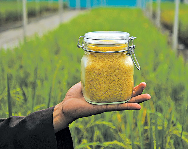 O arroz dourado foi geneticamente modificado para produzir betacaroteno, fonte de vitamina A