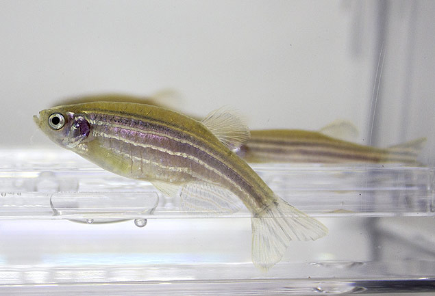 Peixe paulistinha para uso em pesquisa científicas em laboratório no Instituto Butantan