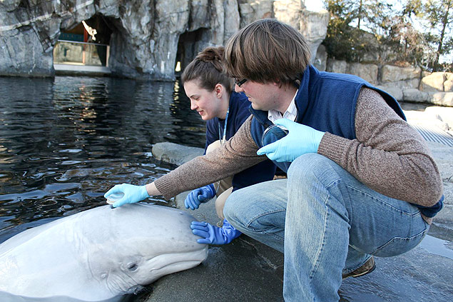 Os bilogos Lindsey Nelson e Justin Richard capturam sopro da baleia beluga fmea Naku em uma placa de Petri