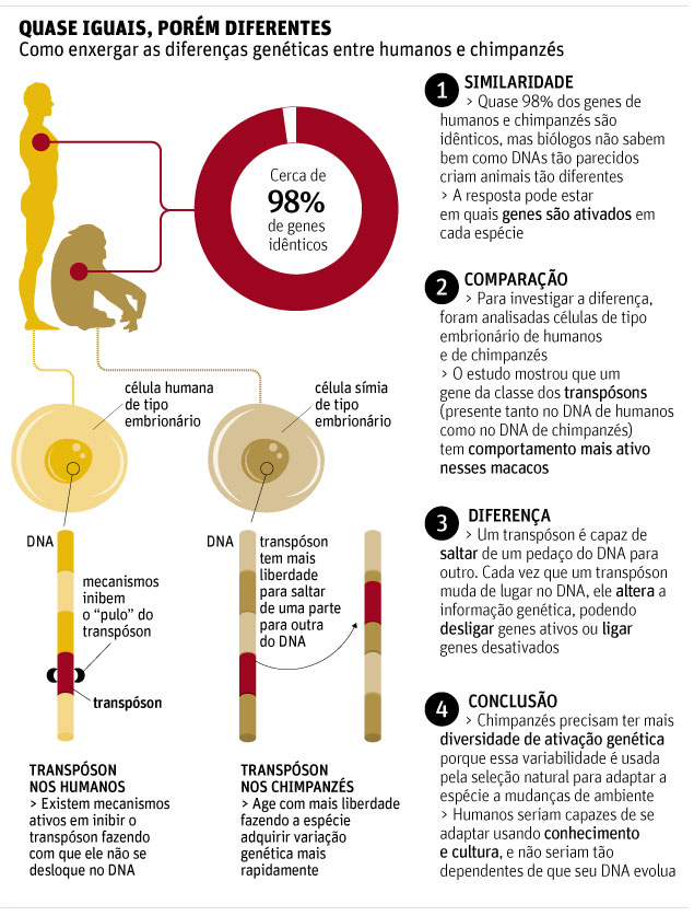 Homem evolui mais devagar que macaco, diz estudo - 24/10/2013