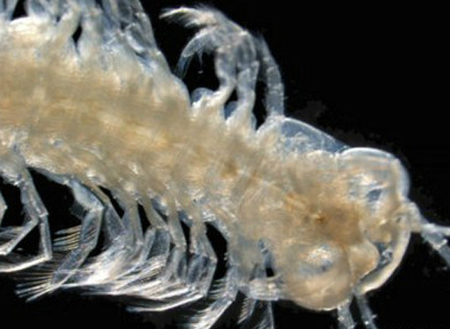 Crustceo venenoso encontrado por cientistas parece uma centopeia e vive em cavernas submarinas no Caribe, nas Ilhas Canrias e na Austrlia 