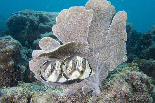 Coral orelha-de-elefante (Phyllogorgia), encontrado na costa brasileira; pesquisadores testam substncia produzida pelo coral para combater a bactria KPC 
