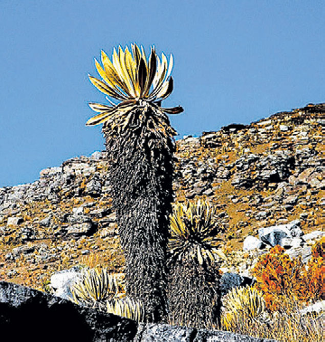 Espécies de plantas nos Andes, que tem grande biodiversidade