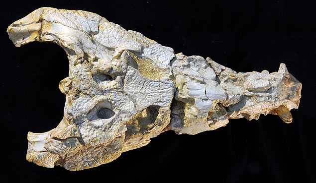 Cranio do crocodilomorfo Sahitisuchus fluminensis, ancestral do jacar
