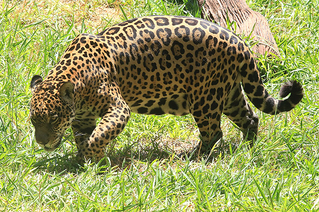 The jaguar is the main attraction of the tours. 
