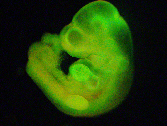 Imagem fluorescente de feto de camundongo 