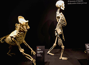 Exposio ter esqueletos de primatas e reprodues de neandertais