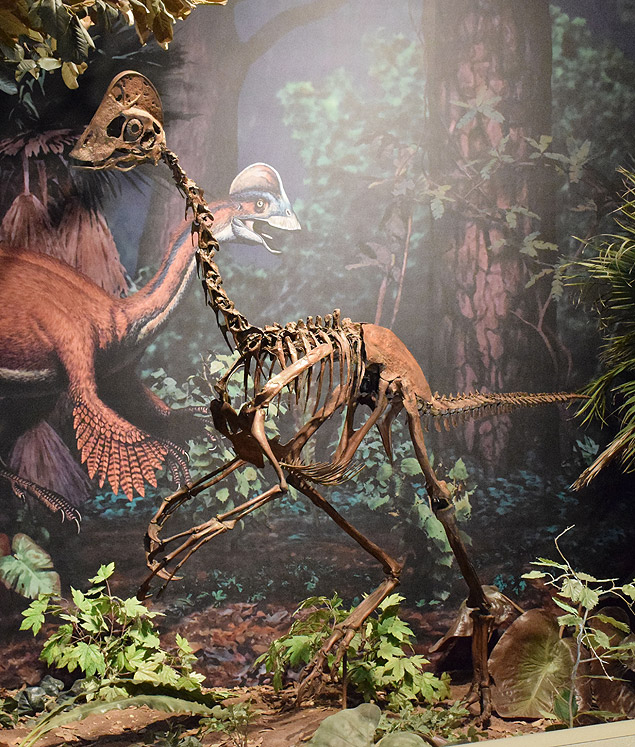 Reconstrução completa do esqueleto de Anzu está em exibição no Museu de História Natural Carnegie em Pittsburgh
