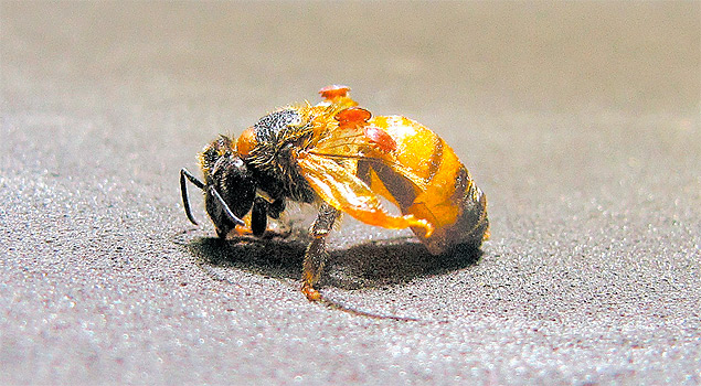 A Monsanto est explorando o uso do RNA de interferncia para matar pragas que afetam abelhas