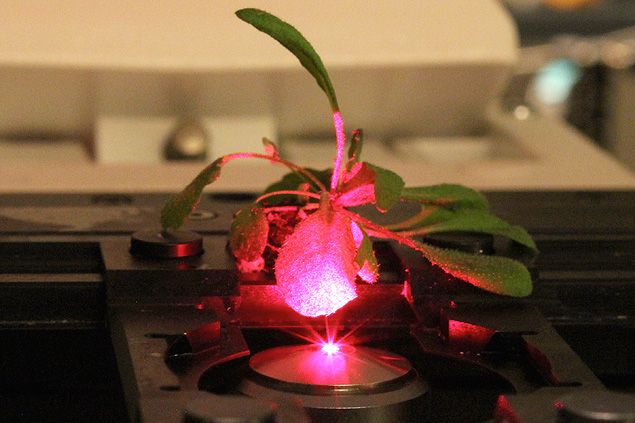 Nanotubos de carbono inseridos nas plantas so sensveis a uma faixa maior de luz