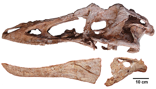 Fóssil do crânio do dinossauro Qianzhousaurus sinensis, mostrando seu focinho alongado 