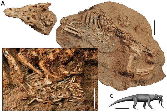 Fóssil do crocodilo predador encontrado no interior de São Paulo