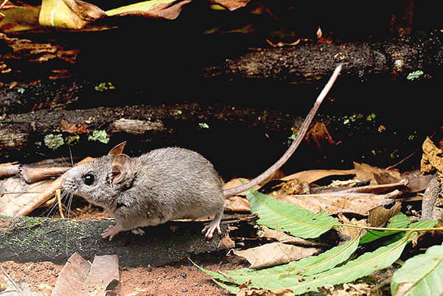 Calassomys apicalis, roedor descoberto em Minas Gerais