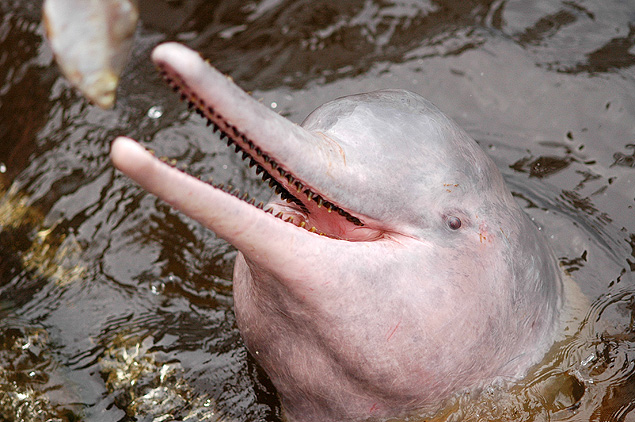 The measure aims to protect the river dolphin, whose meat had been used as bait, but it has affected riverside families 
