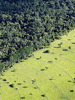 Desmatamento em queda no Brasil é história de sucesso, de acordo com estudo feito por ONG