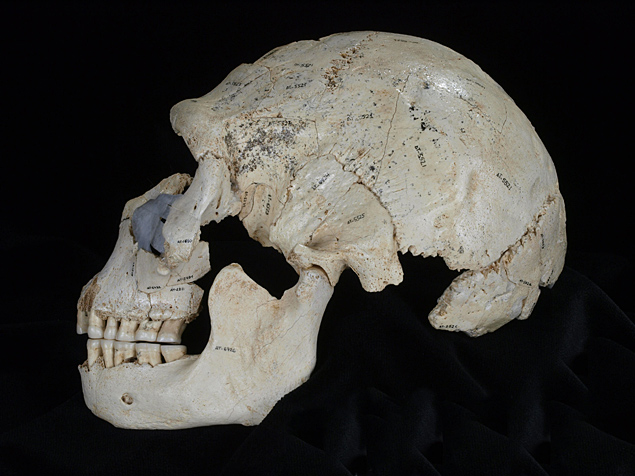 Um dos 17 crnios de homindeos encontrado em Sima de los Huesos, na Espanha