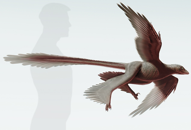 O Changyuraptor yangi era um predador voador do perodo Cretceo e vivia no que hoje  a regio da Liaoning e  o maior j descoberto, com mais de 1,3 metro