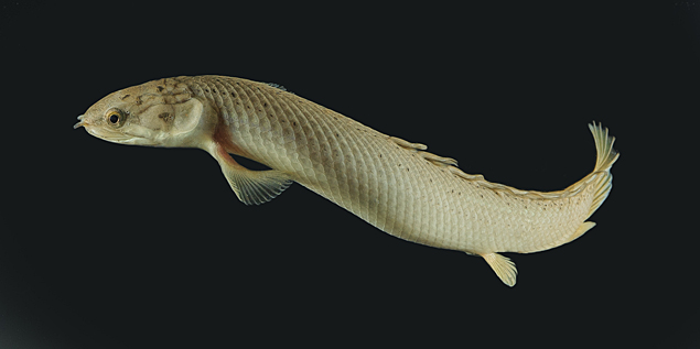 O peixe africano Polypterus senegalus, usado no experimento