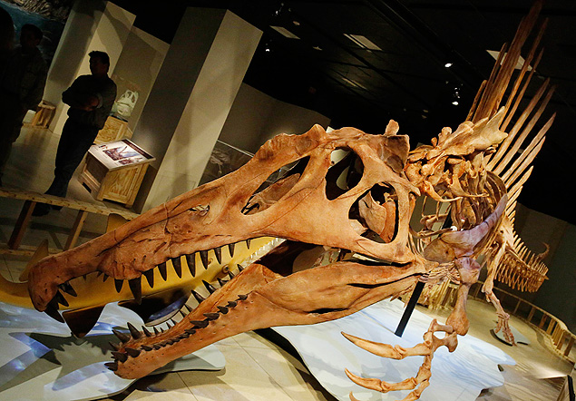 Reproduo do esqueleto do Spinosaurus aegyptiacus, nico dinossauro semiaqutico j descoberto, em exposio em Washington 