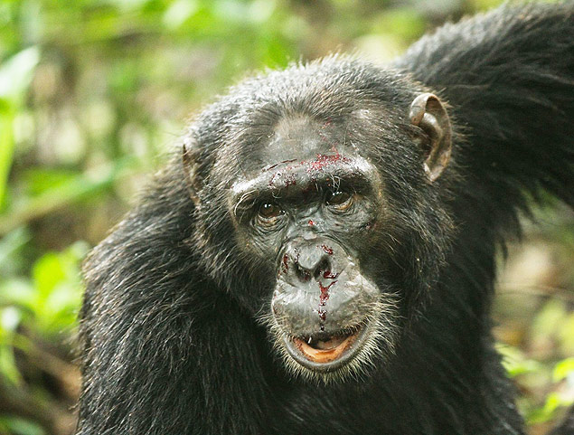 Chimpanz ferido aps briga com outro animal no Parque Nacional Kibale, na Tanznia