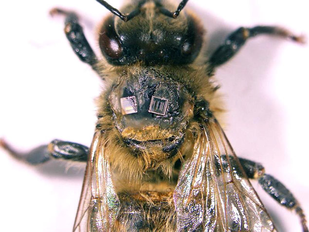 Usando metadados, cientistas descobriram mobilidade e individualidade entre abelhas