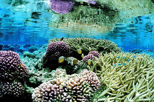 Corais cor-de-rosa que habitam o Atol Palmyra, no Oceano Pacífico. Área será protegida pelo santuário
