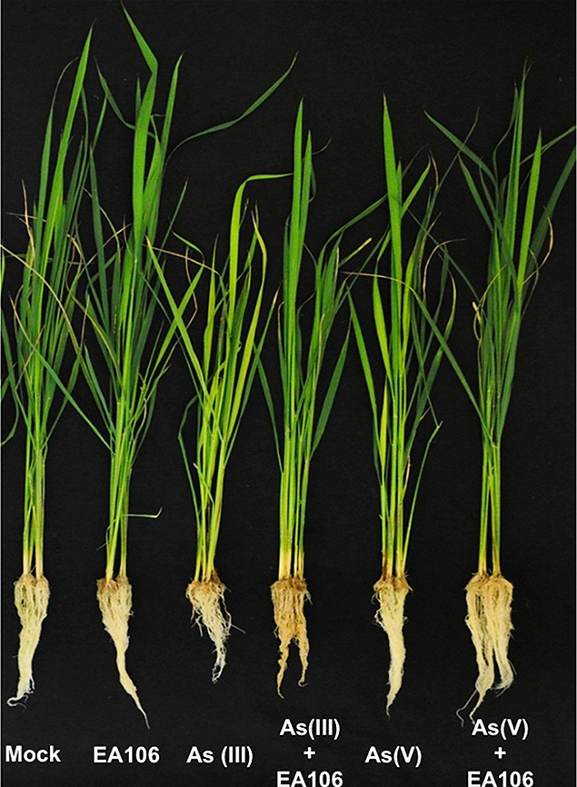 Os cientistas estão tentando criar uma variedade de arroz que absorve menos arsênio