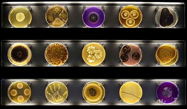 Diferentes tipos de fungos e bactérias expostos em museu de Amsterdã dedicado aos micróbios